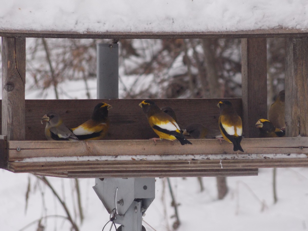 Evening Grosbeak - ML131149221