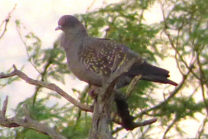 Spot-winged Pigeon - ML131150091