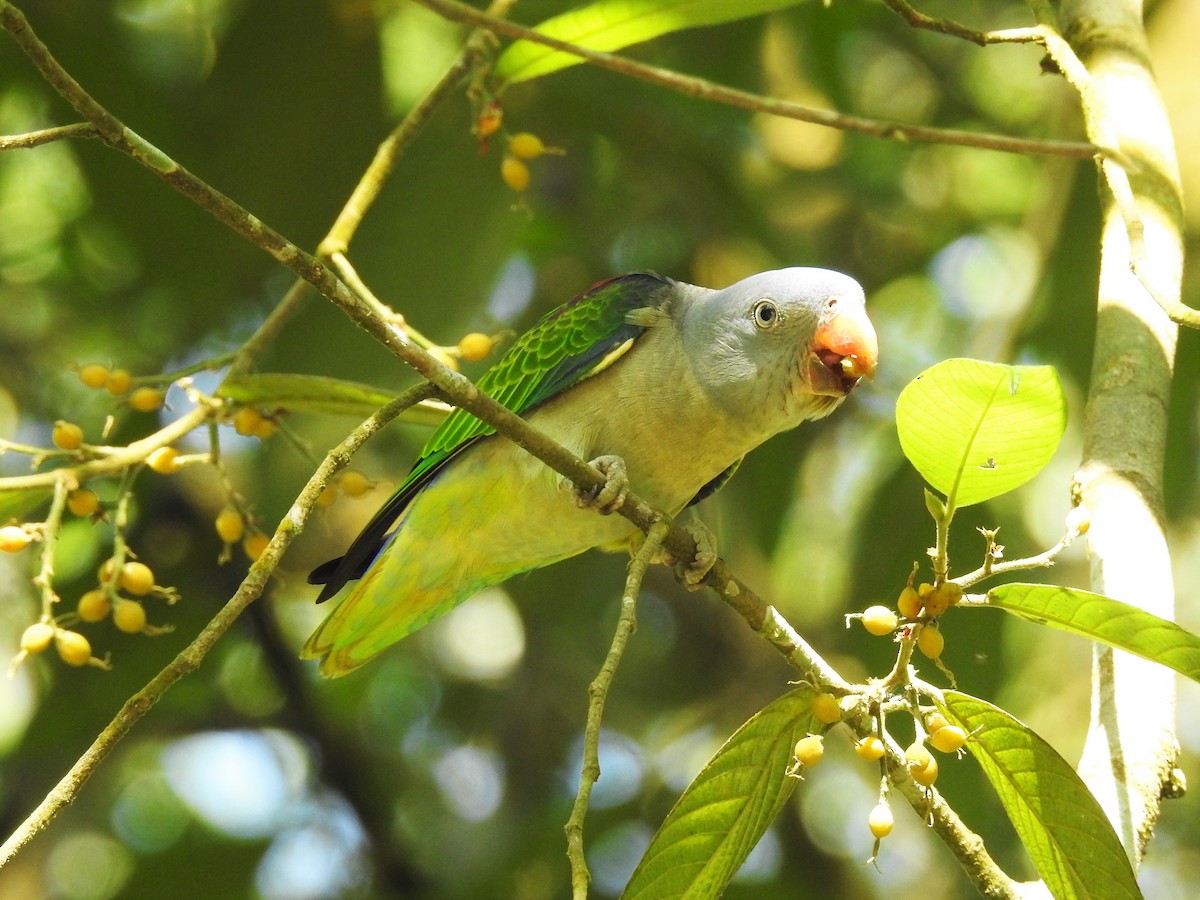 Blue-rumped Parrot - Tuck Hong Tang