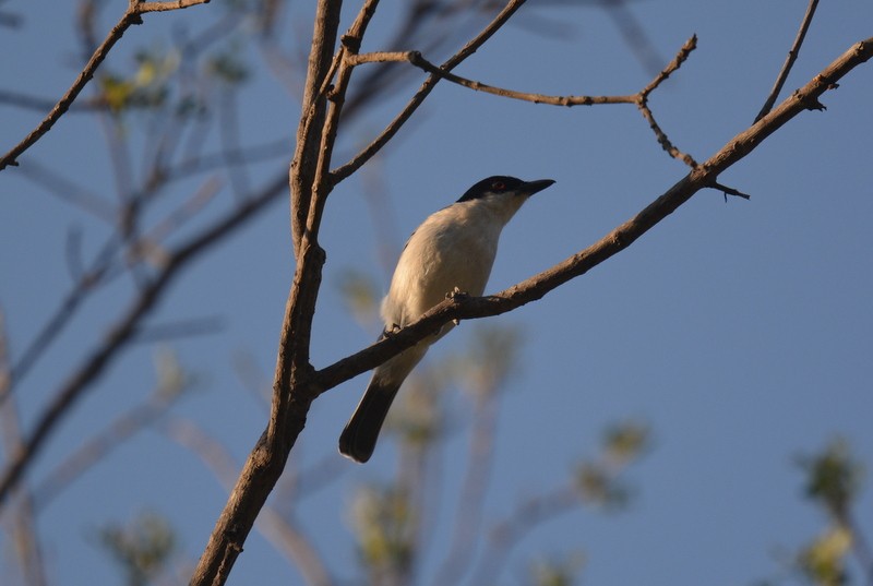 Black-backed Puffback - Simon Tonge