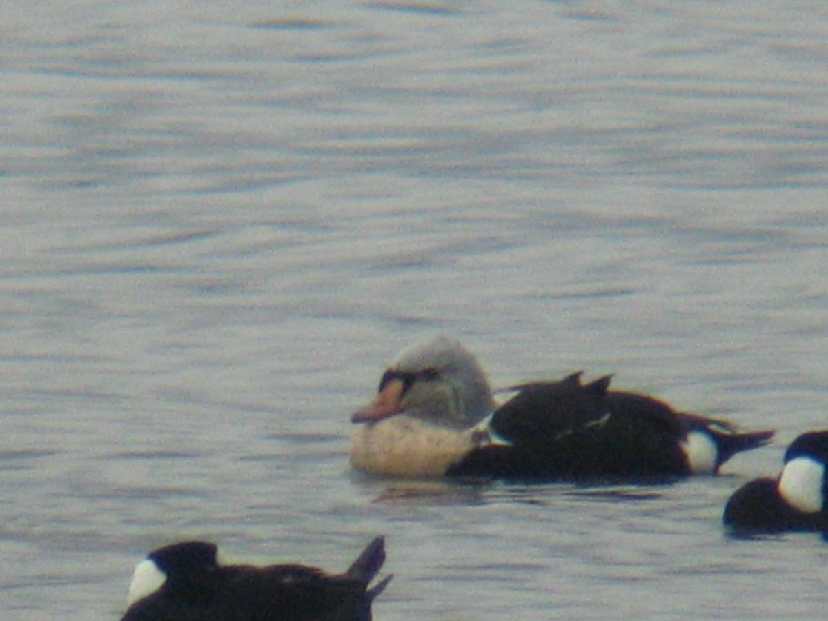 King Eider - ML131153981