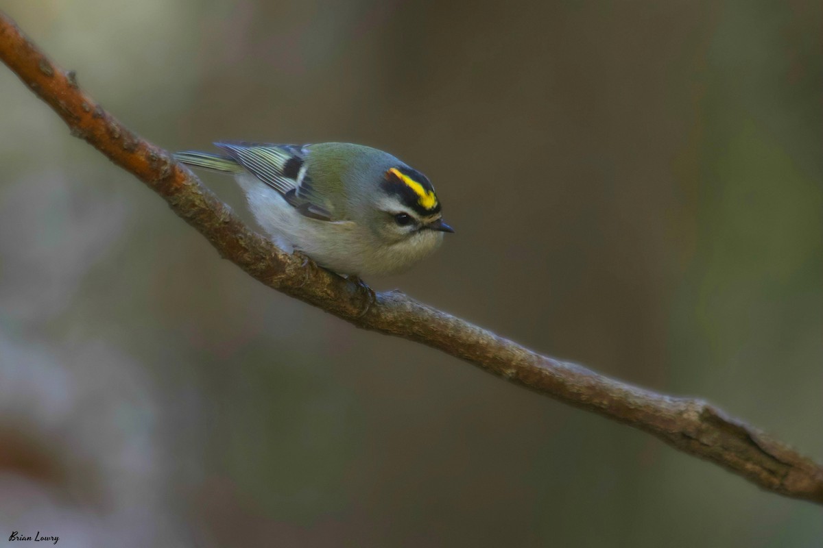 Golden-crowned Kinglet - Brian Lowry