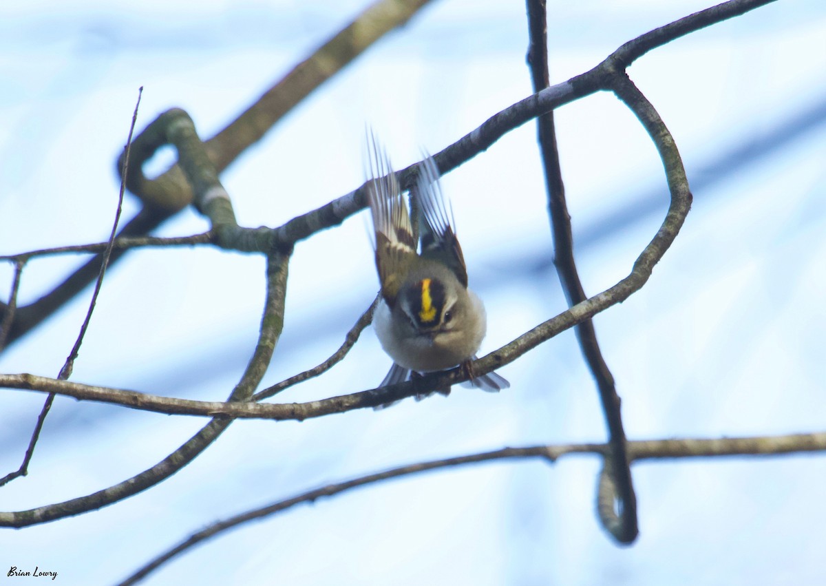 Golden-crowned Kinglet - Brian Lowry