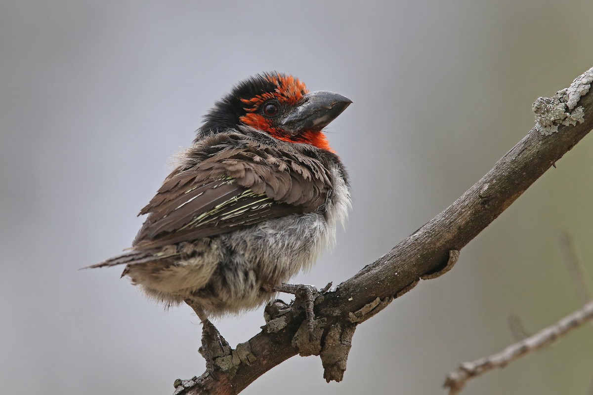 Kara Kolyeli Barbet - ML131156811