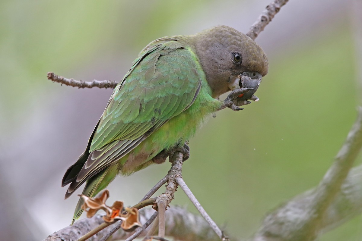 Brown-headed Parrot - ML131156891