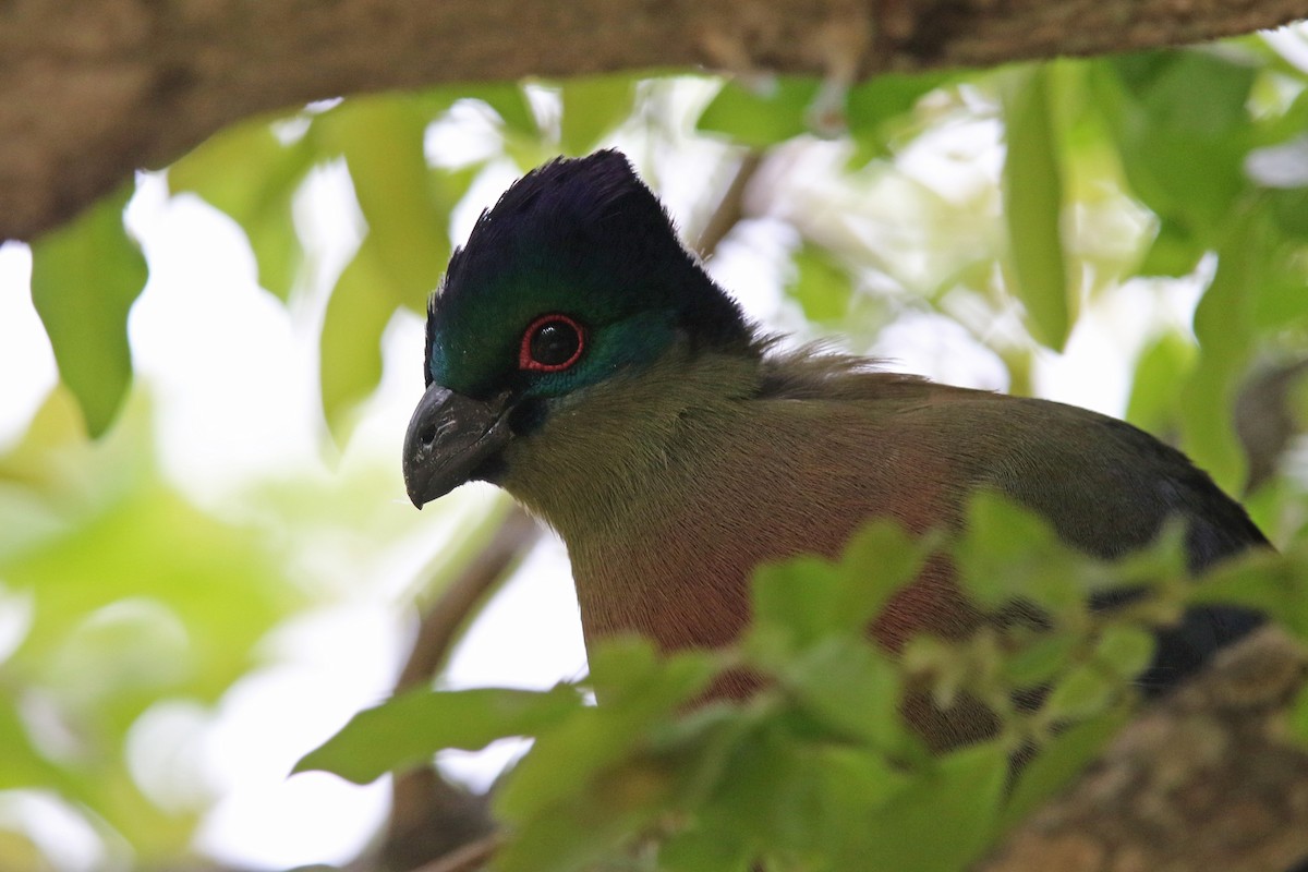 Purple-crested Turaco - ML131157051