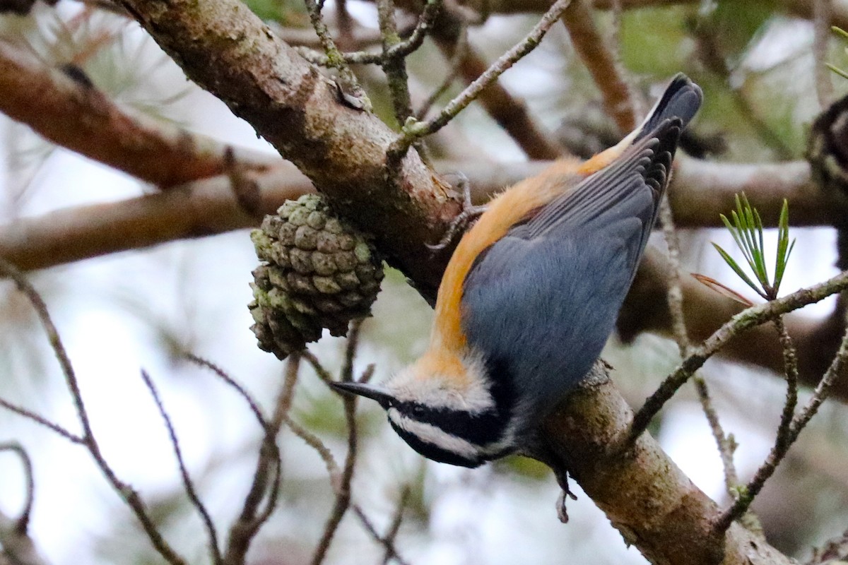 Red-breasted Nuthatch - Colin Sumrall