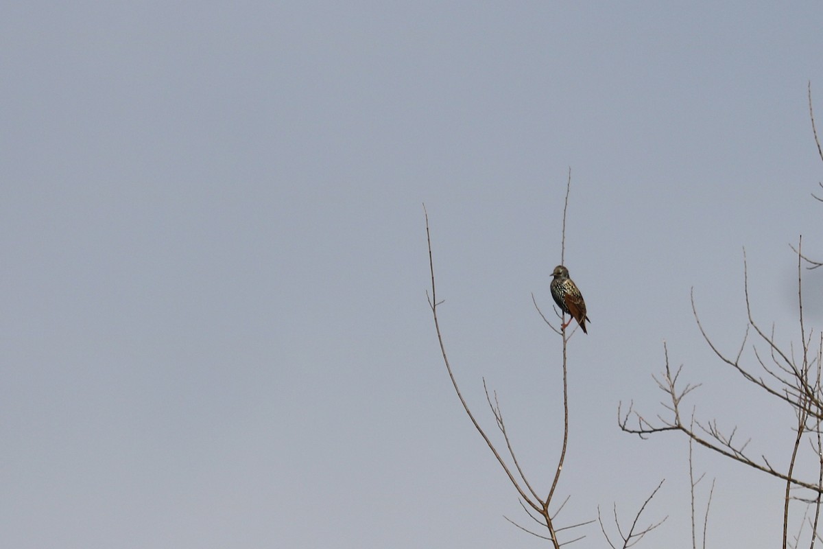 European Starling - ML131157451