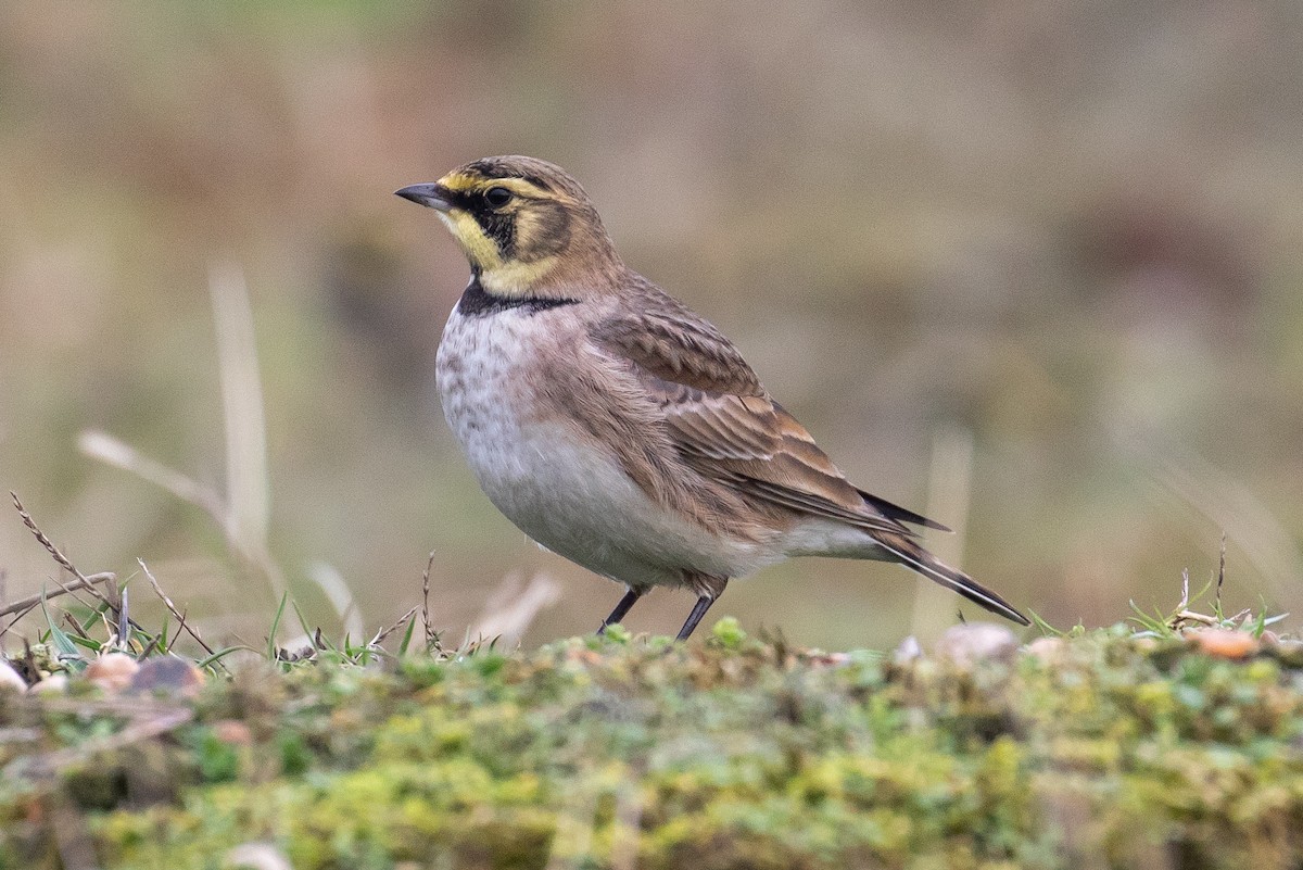 Horned Lark (Shore) - James Kennerley