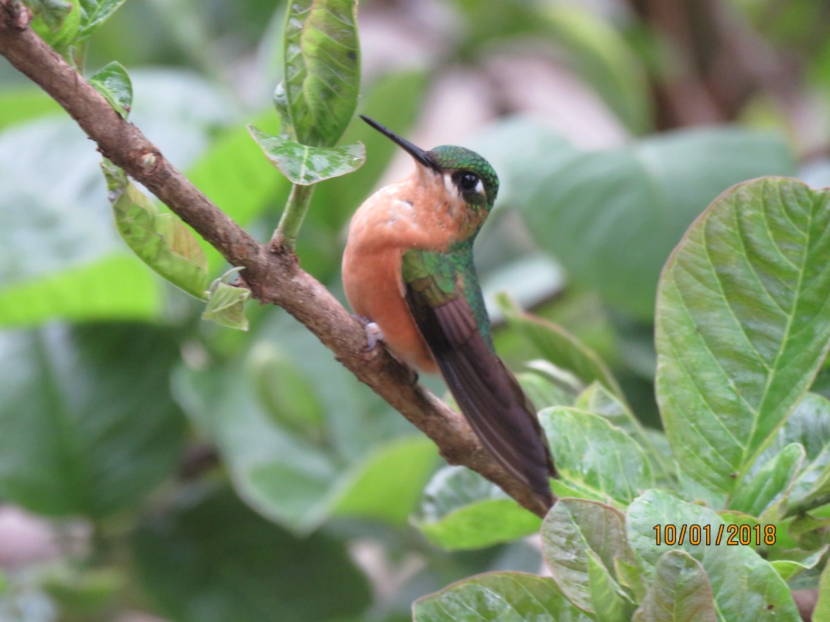 Colibri rubis-émeraude - ML131159071