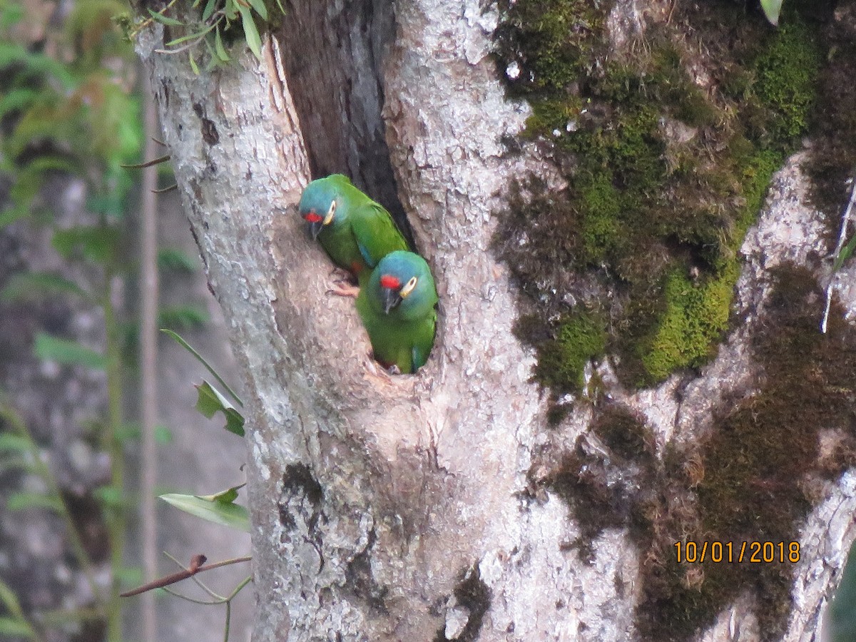 Blue-winged Macaw - ML131159761