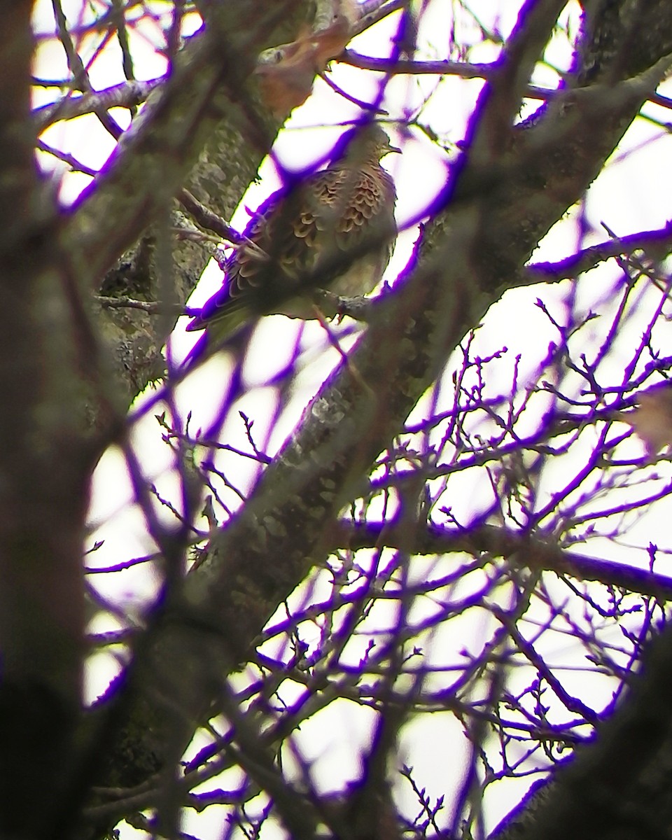 תור מזרחי - ML131159851