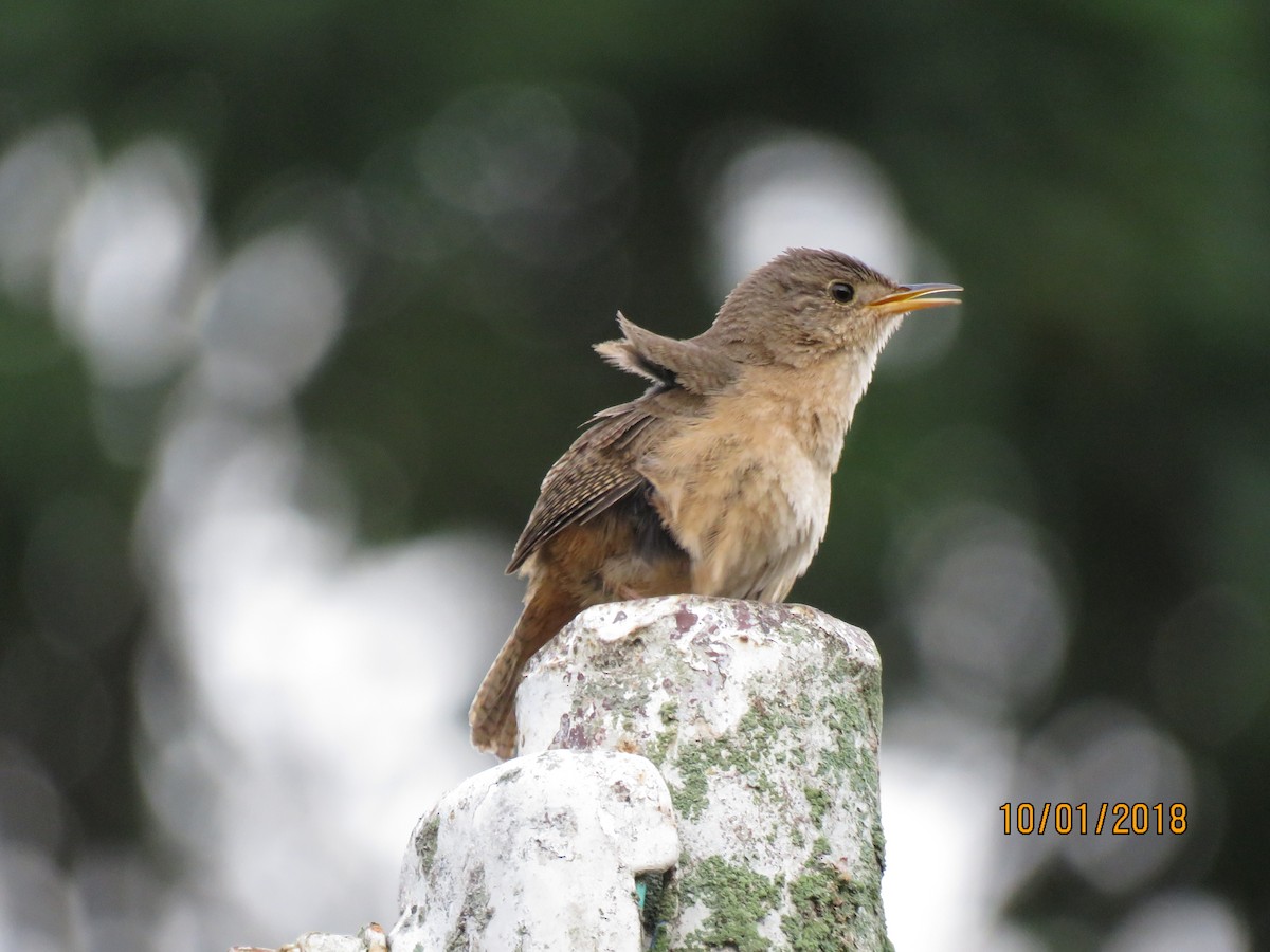 House Wren - C L  Hampton