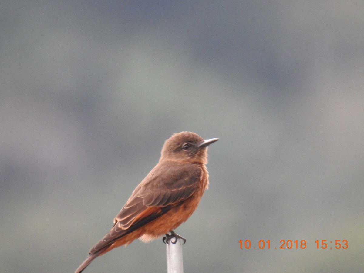 Cliff Flycatcher - ML131160751