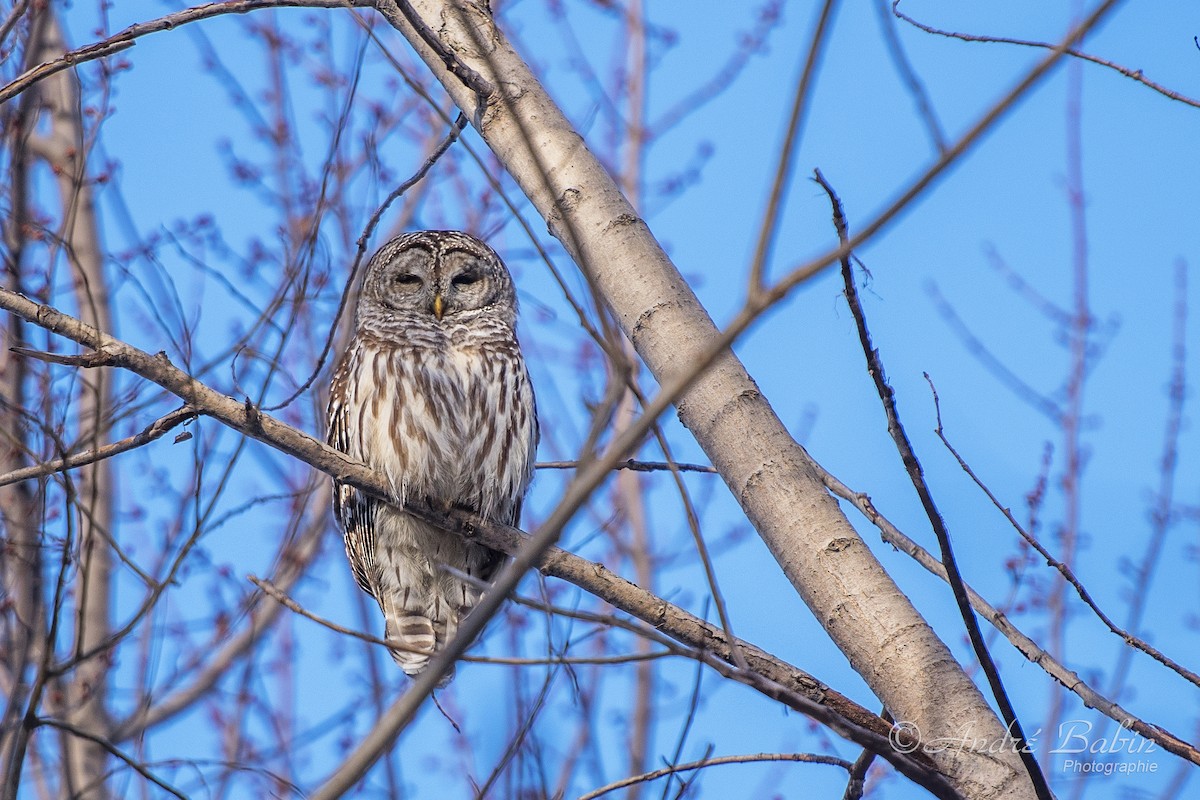 Barred Owl - André Babin