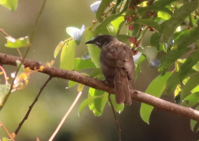 Marbled Honeyeater - ML131162221