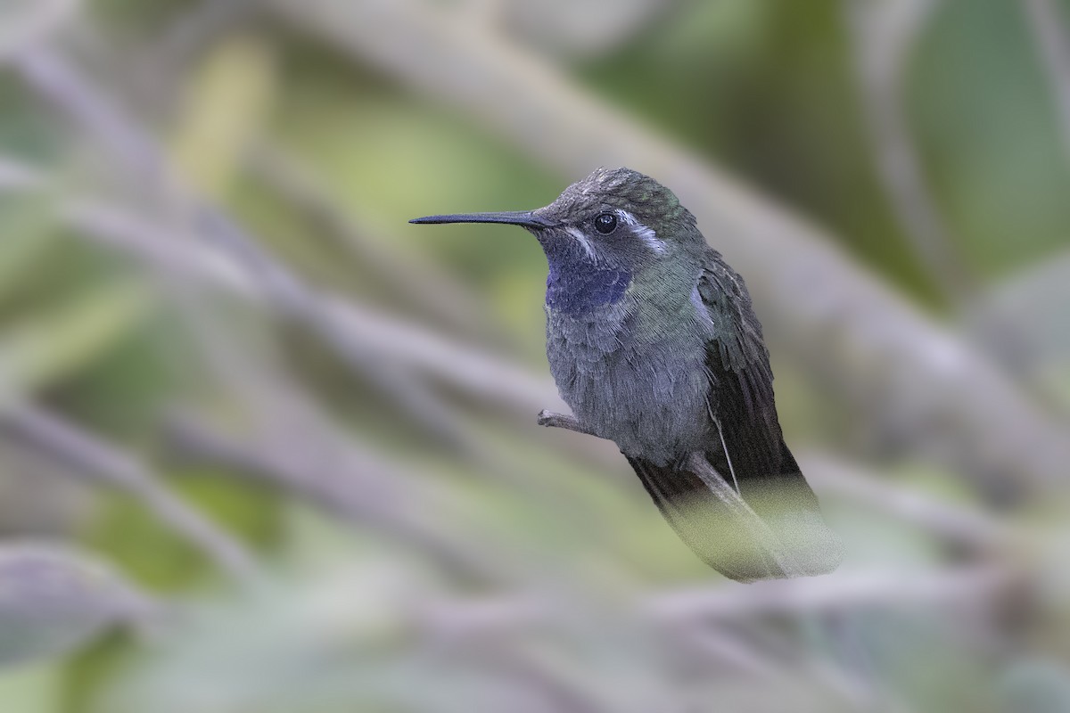 Blue-throated Mountain-gem - Bradley Hacker 🦜