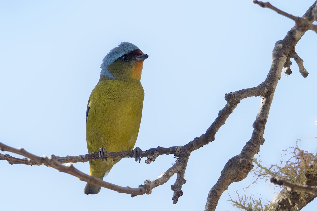 Elegant Euphonia - ML131162991