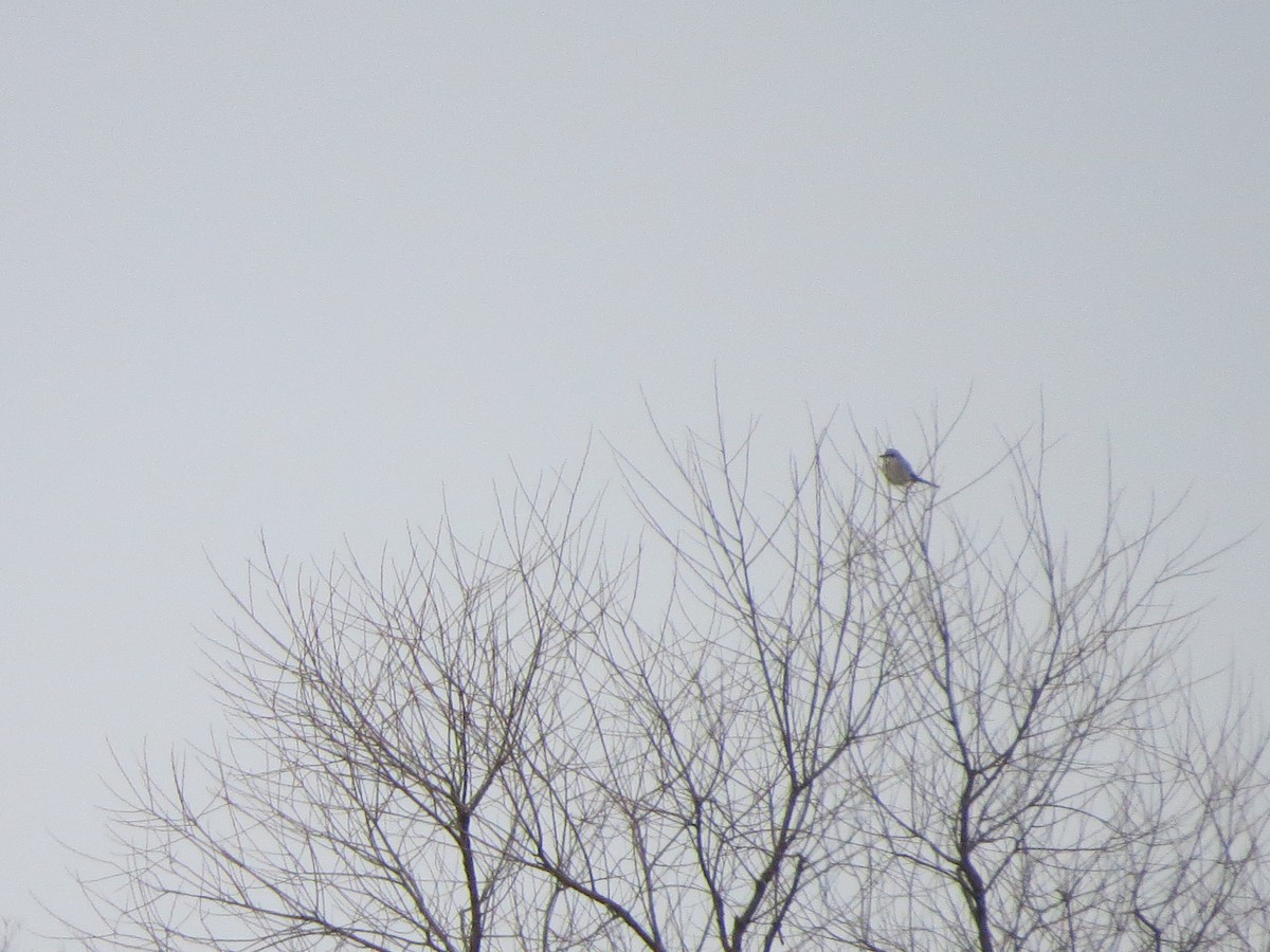 Antzandobi boreala - ML131163481