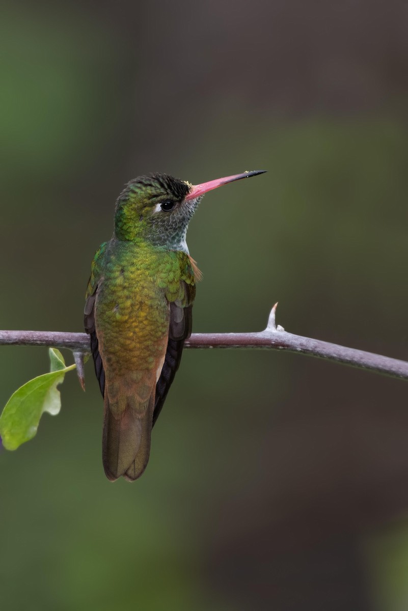 Amazilia Hummingbird - ML131163951