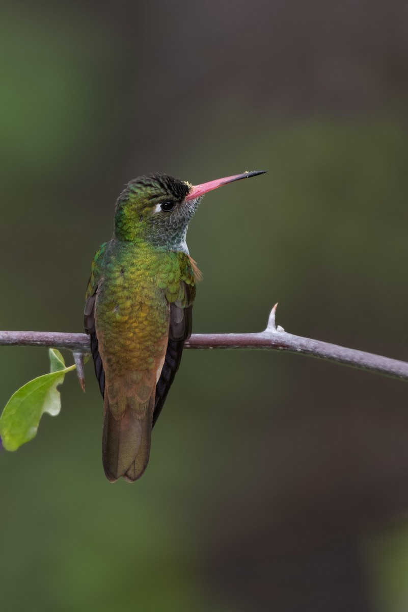 Amazilia Hummingbird - Ragupathy Kannan