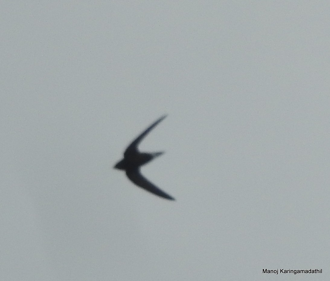 Brown-backed Needletail - ML131164101