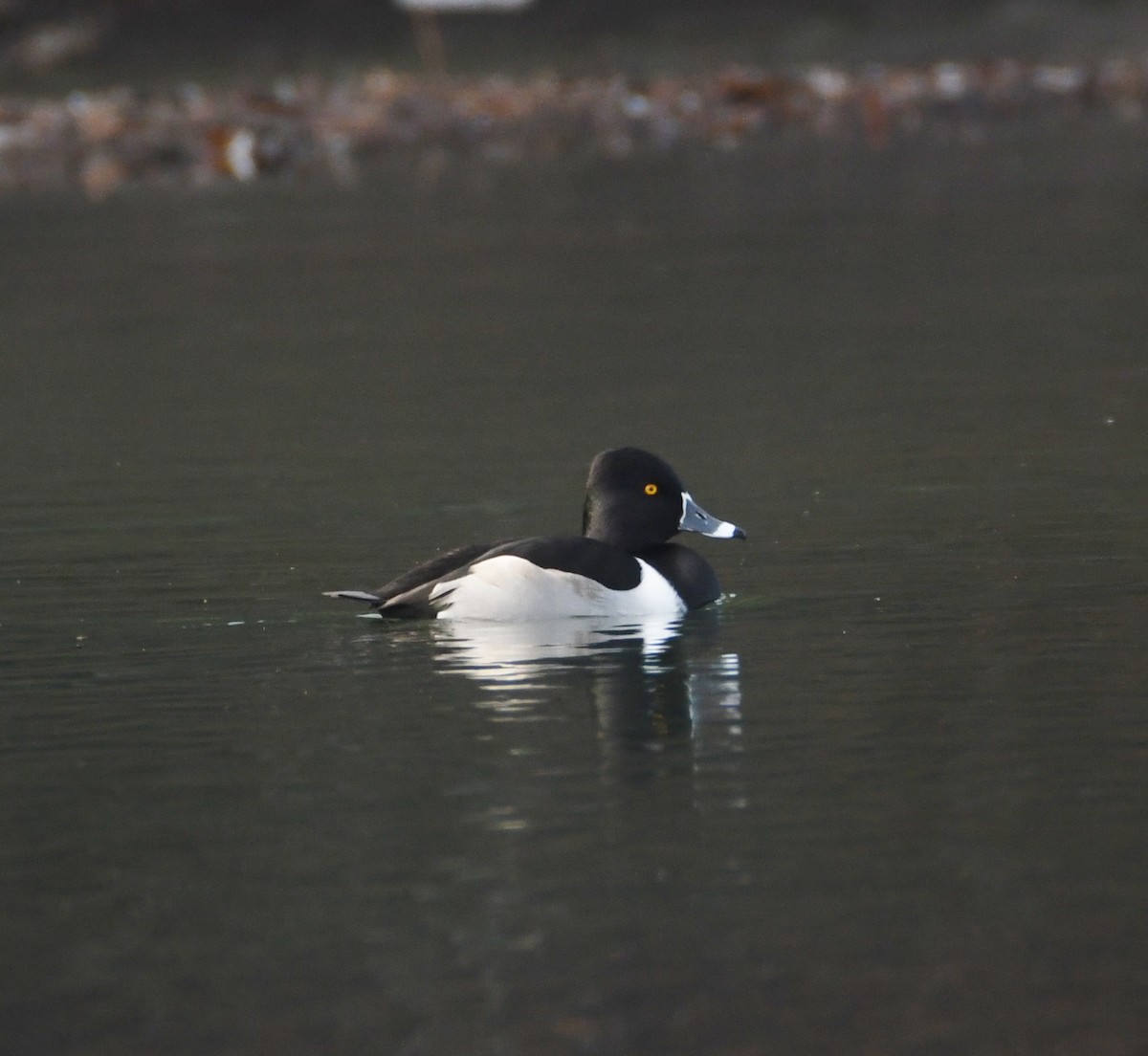 Ring-necked Duck - ML131165731