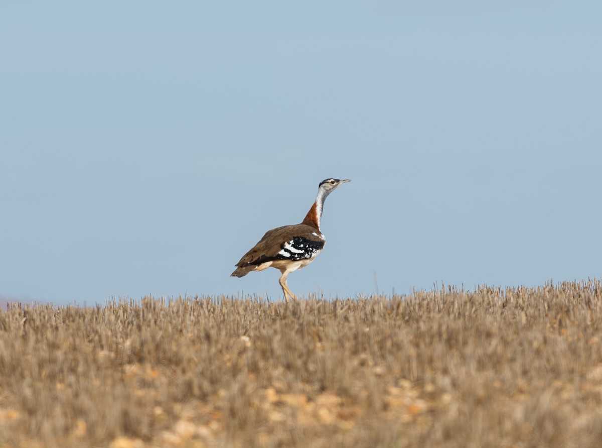 Denham's Bustard - ML131168131