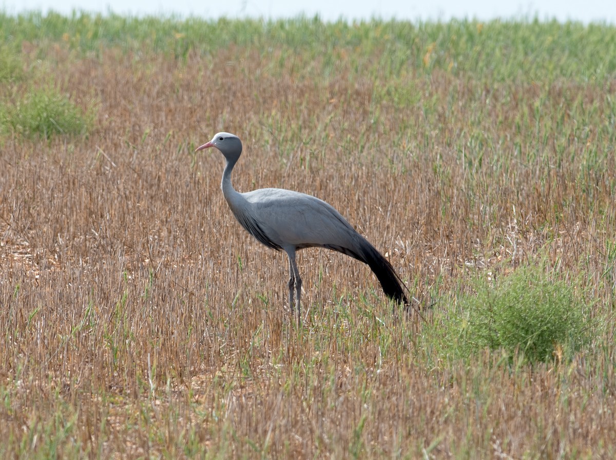 Blue Crane - Shailesh Pinto