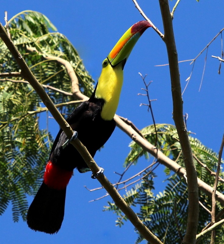 Keel-billed Toucan - ML131168471