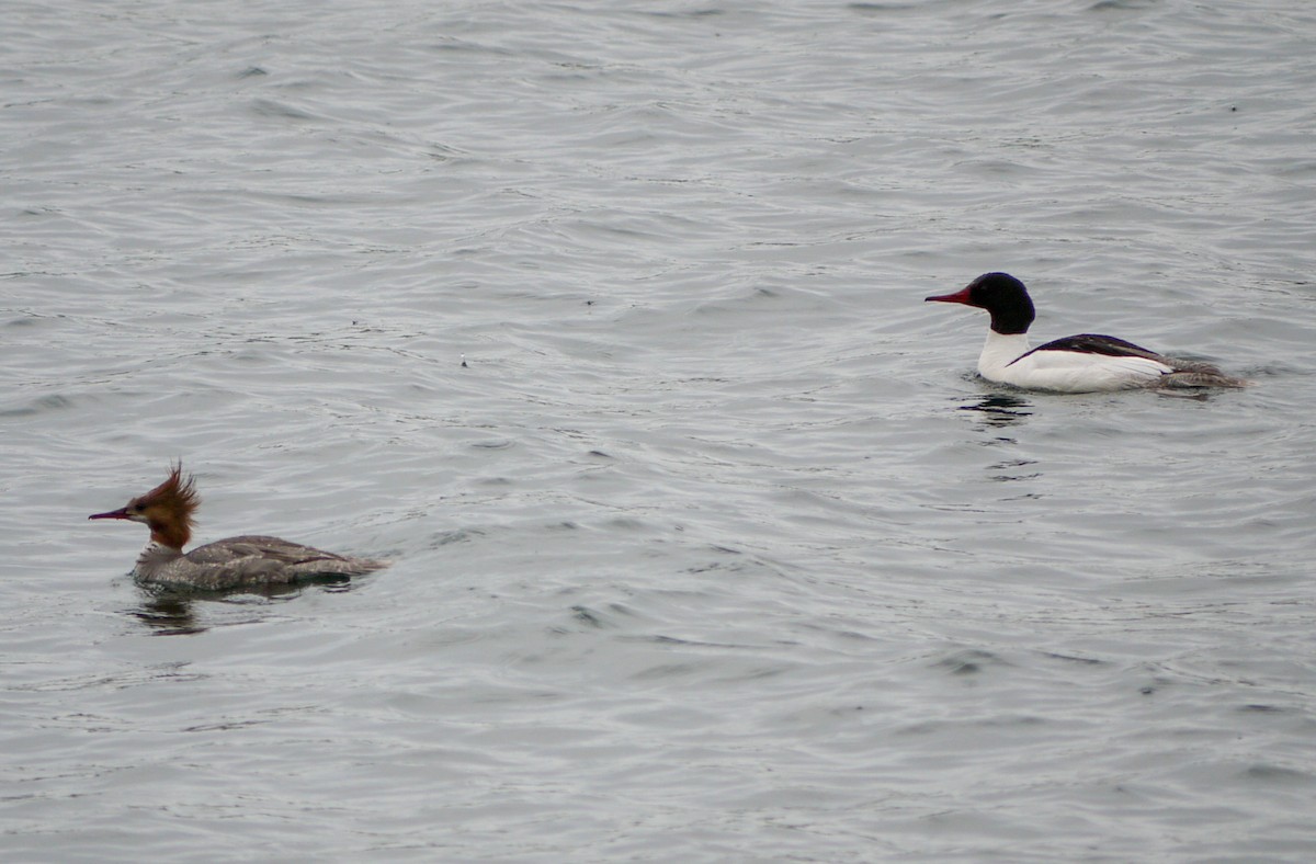 Common Merganser - ML131168611