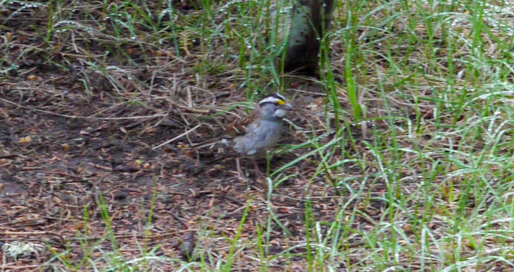 White-throated Sparrow - ML131168791