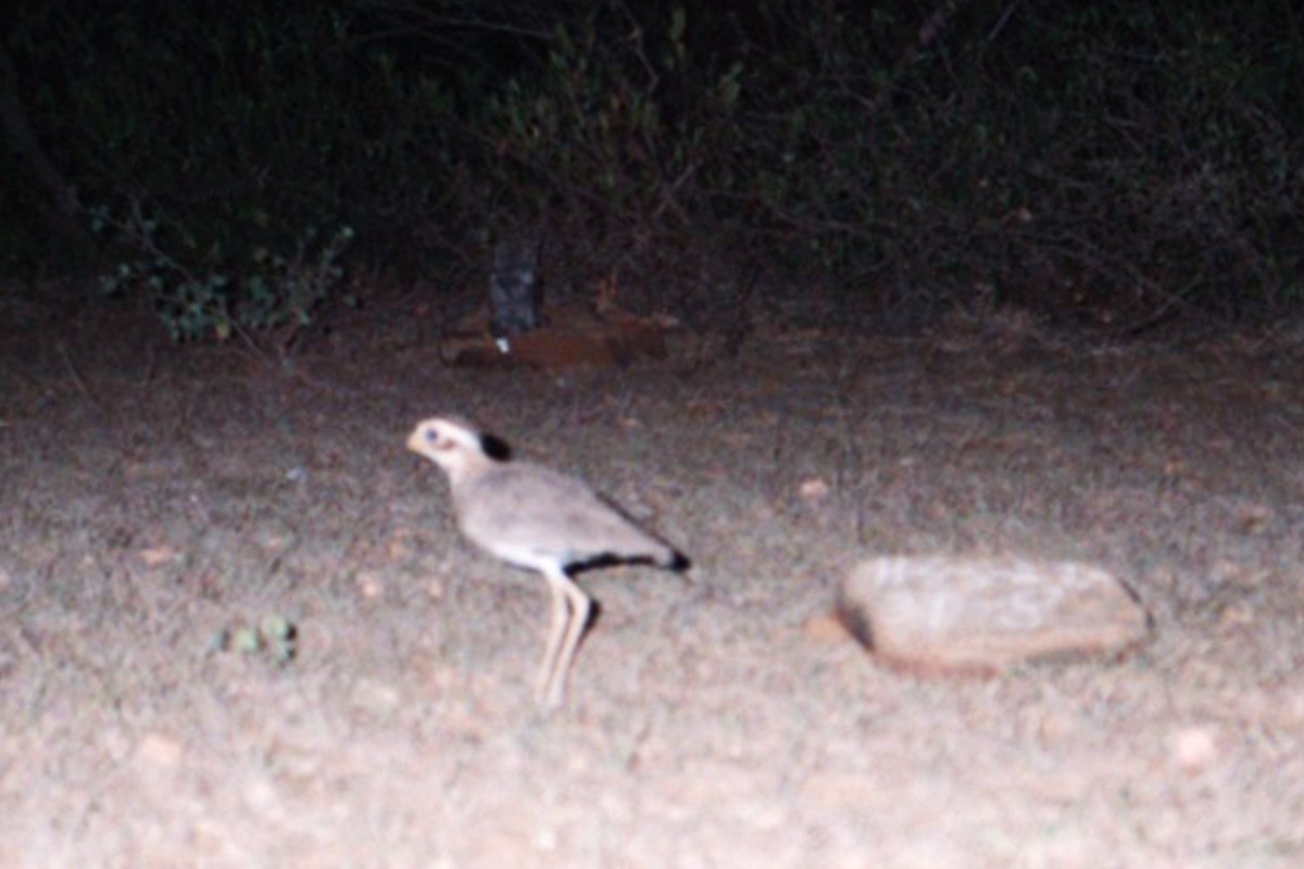 Jerdon's Courser - ML131170501