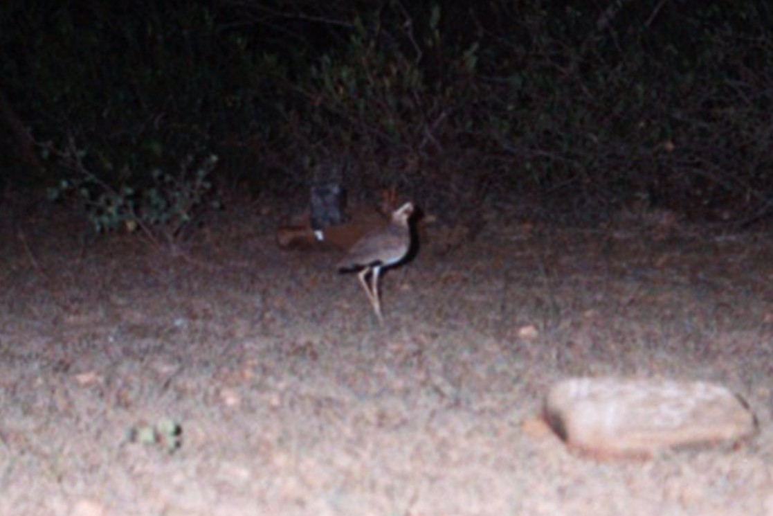 Jerdon's Courser - ML131170571