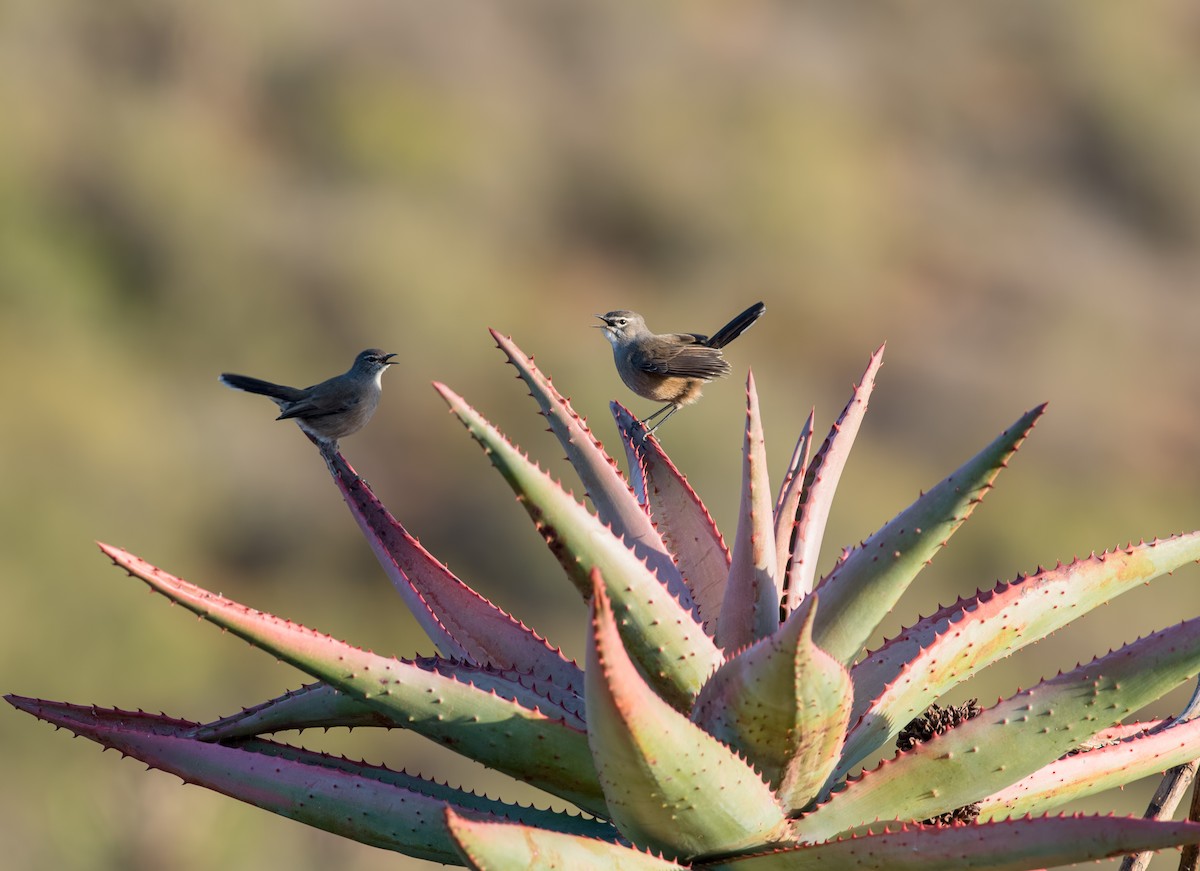 Karoo Scrub-Robin - ML131170581