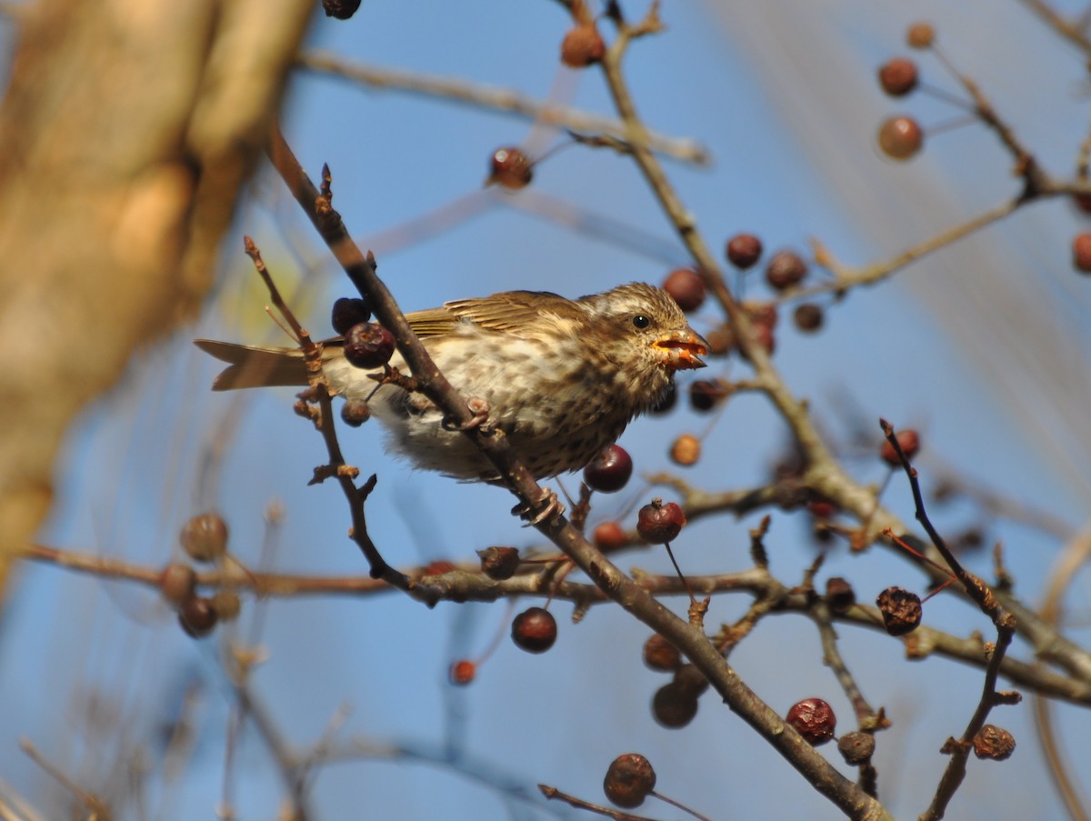 Purple Finch (Eastern) - ML131171071