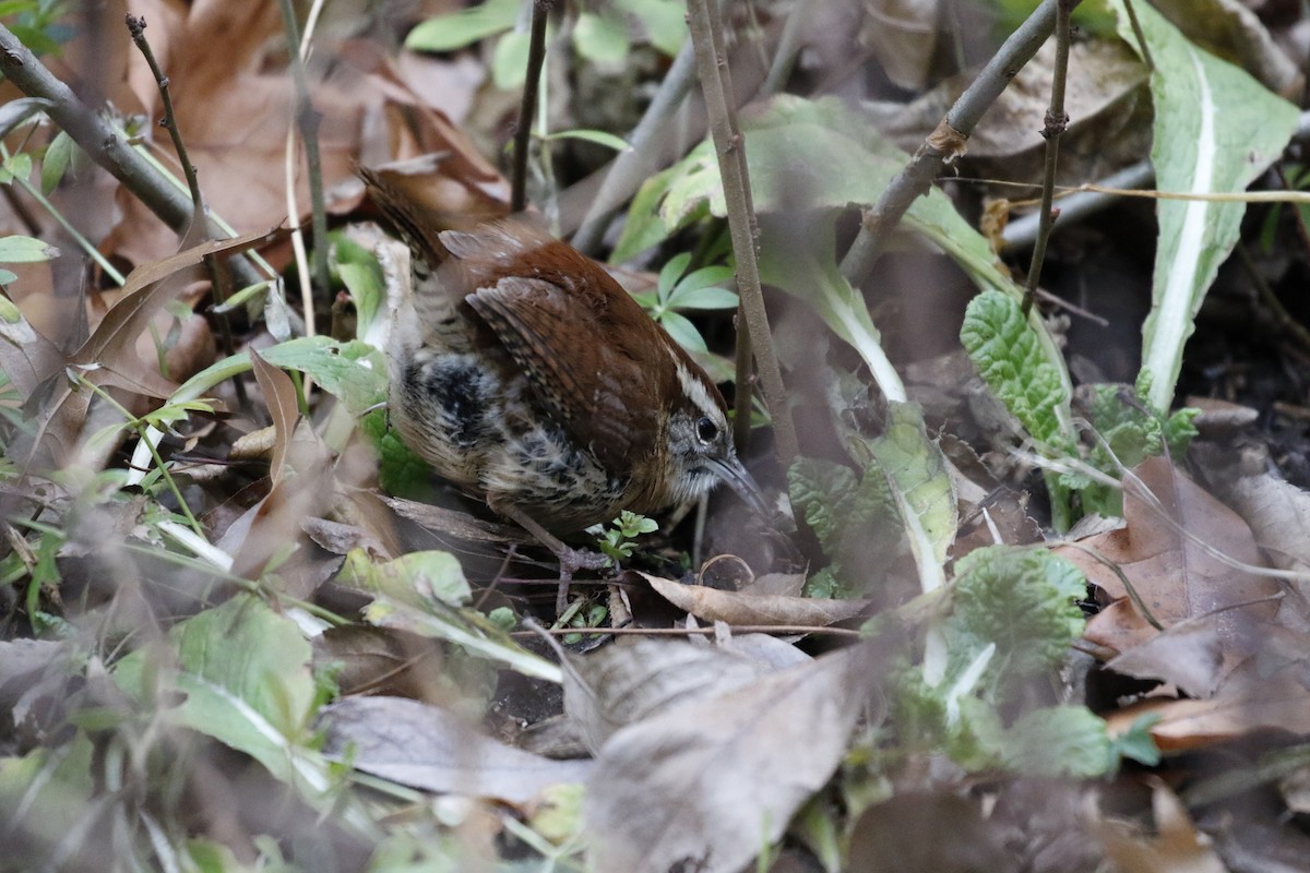 Carolina Wren - ML131171601