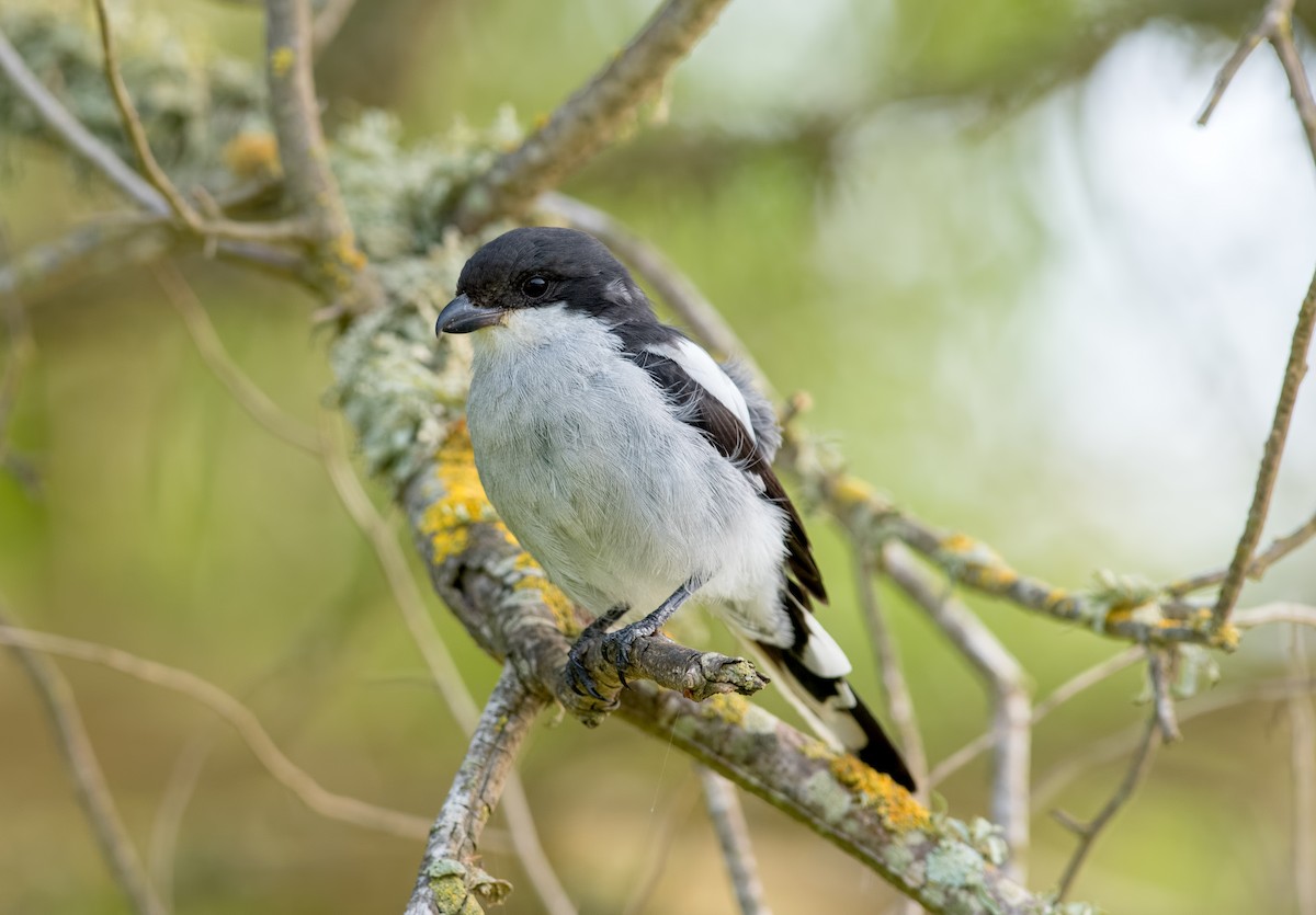 Southern Fiscal - ML131171771