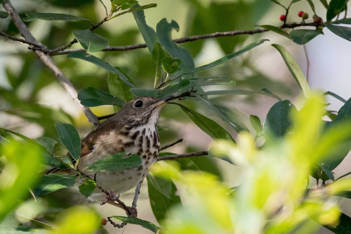 Hermit Thrush - Melissa James