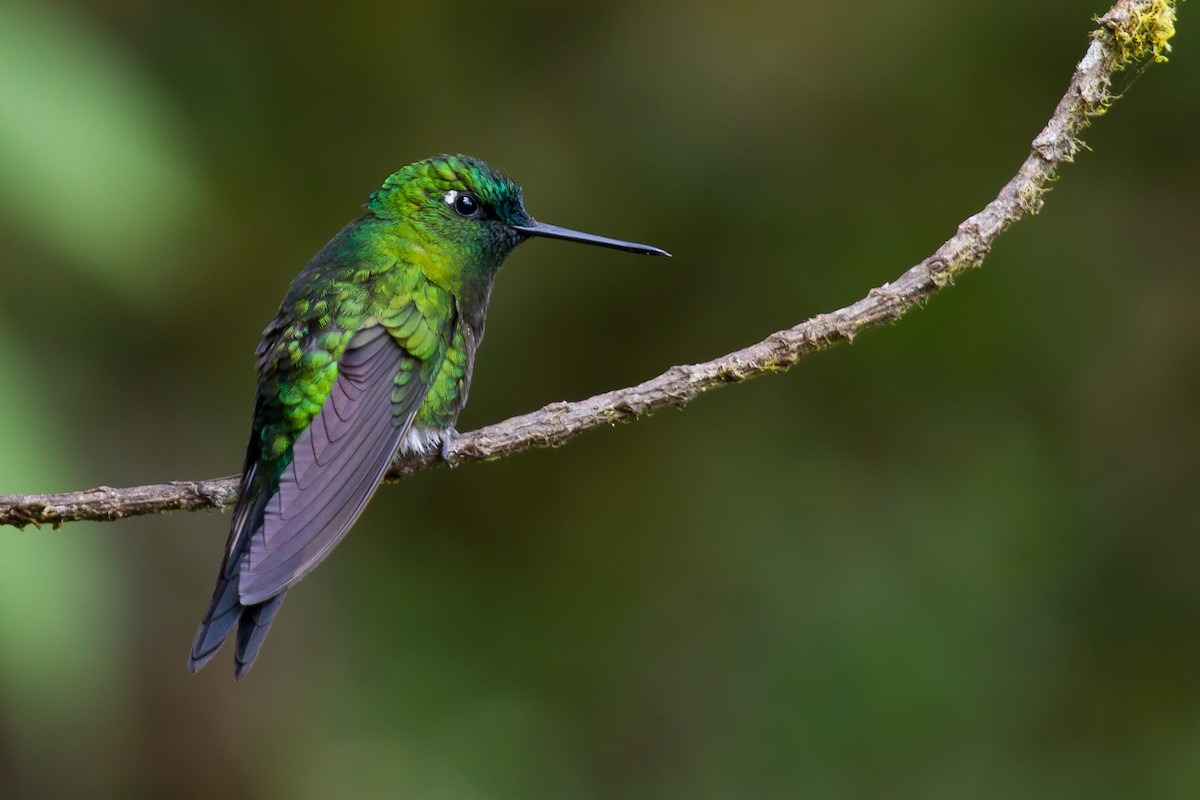 Sapphire-vented Puffleg - David Alexander Marques