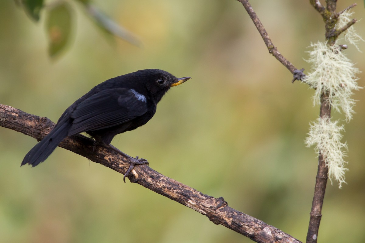 Glossy Flowerpiercer - ML131176581