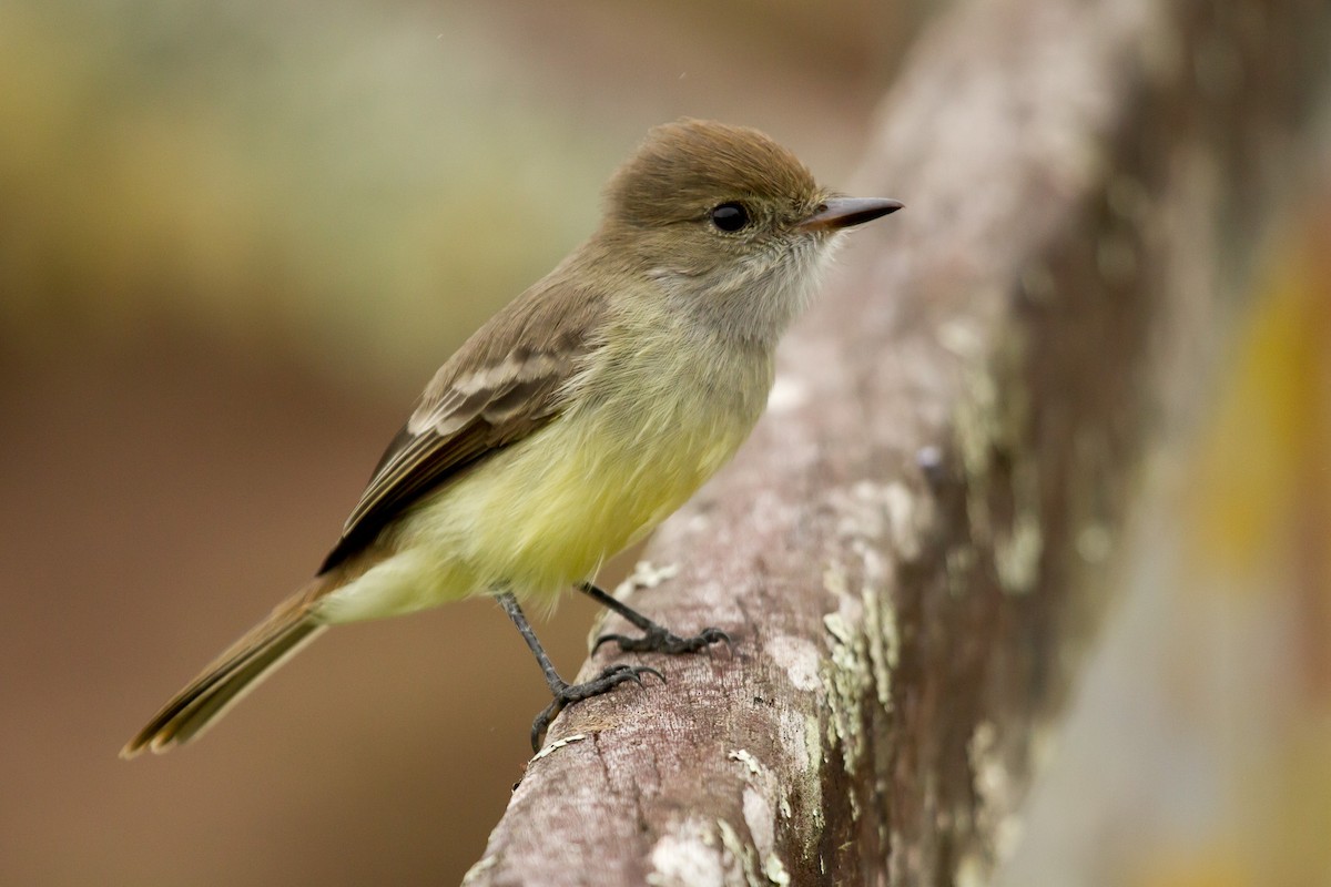 Galapagos Flycatcher - ML131177881