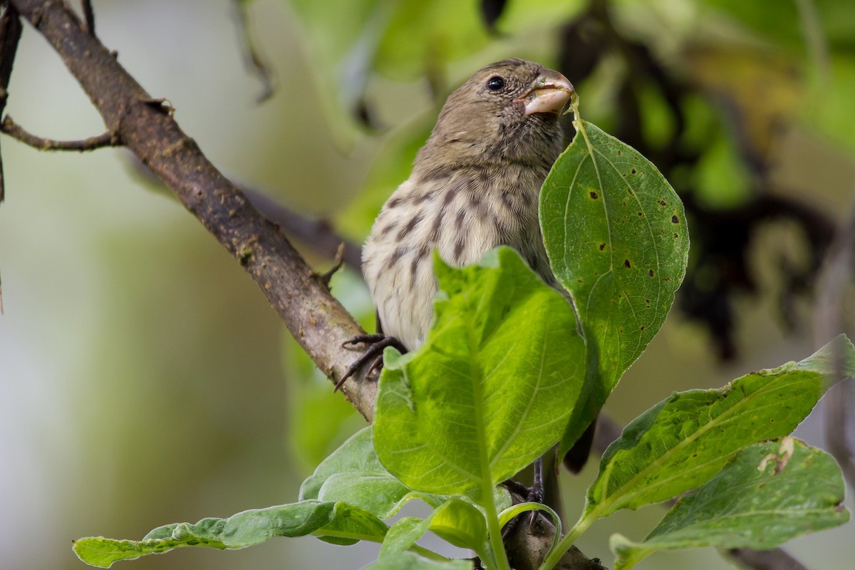 Vegetarian Finch - ML131178021