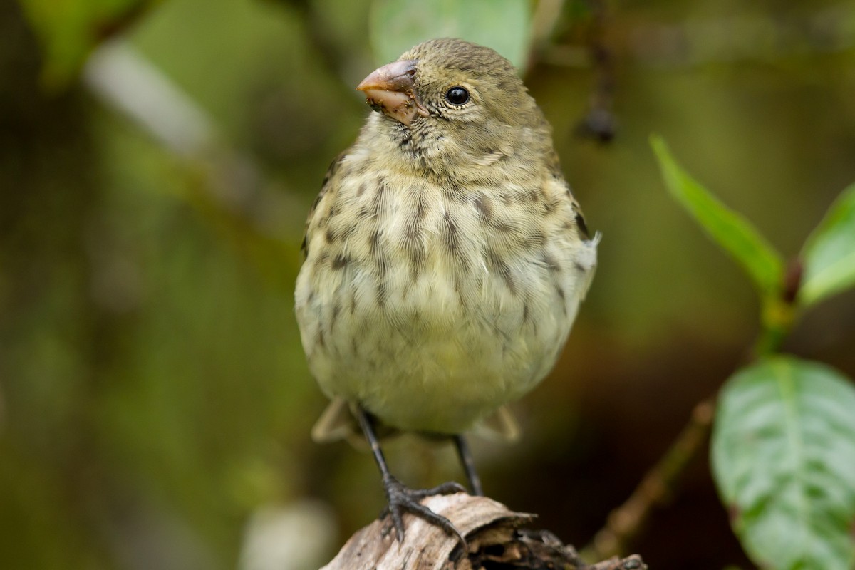 Vegetarian Finch - ML131178031