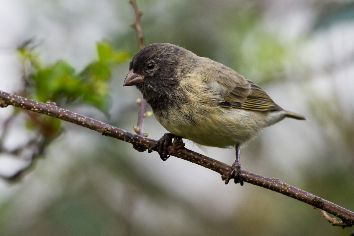 Small Tree-Finch - ML131178371