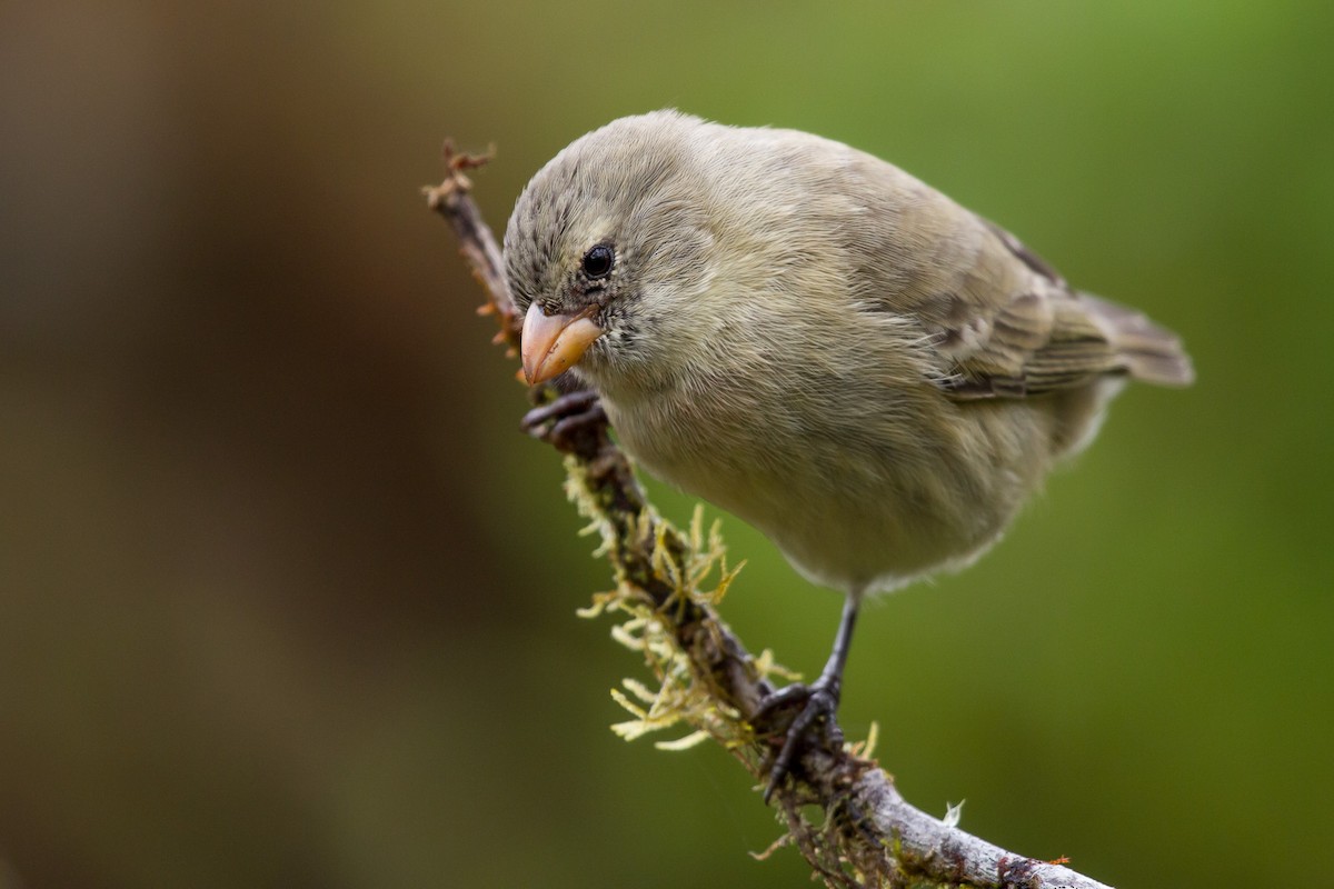 Small Tree-Finch - ML131178411