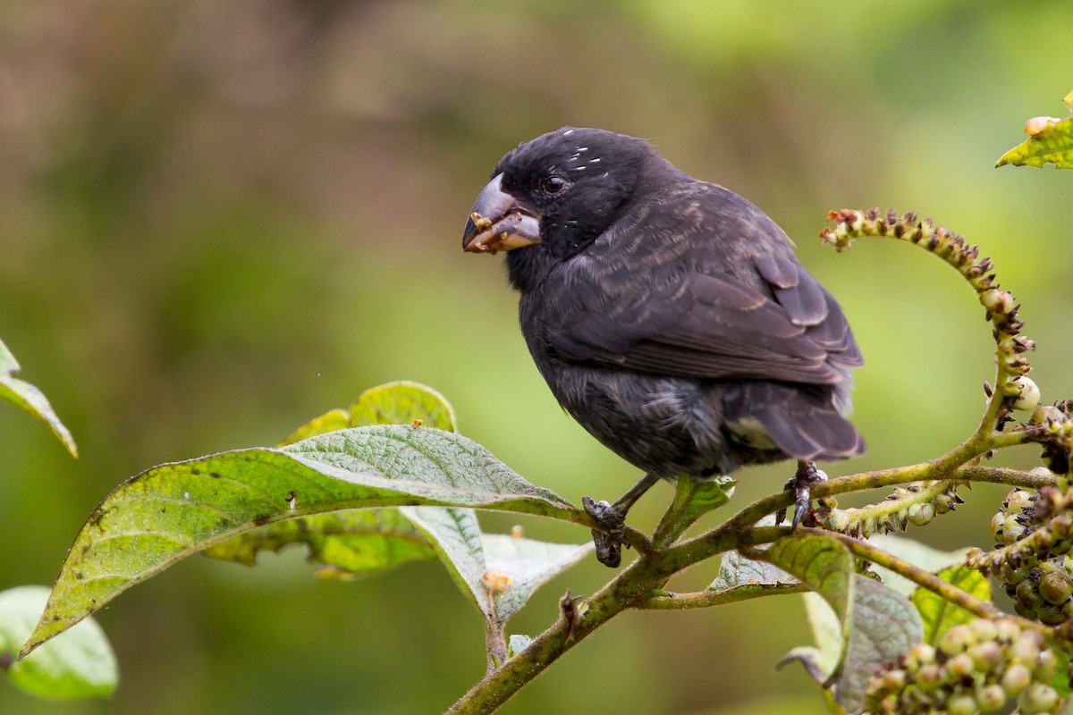 Medium Ground-Finch - David Marques