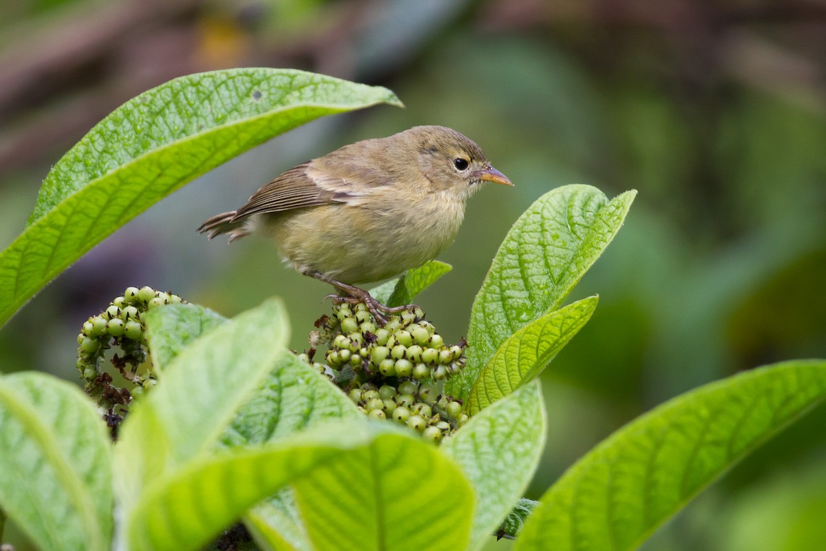 Green Warbler-Finch - ML131178891