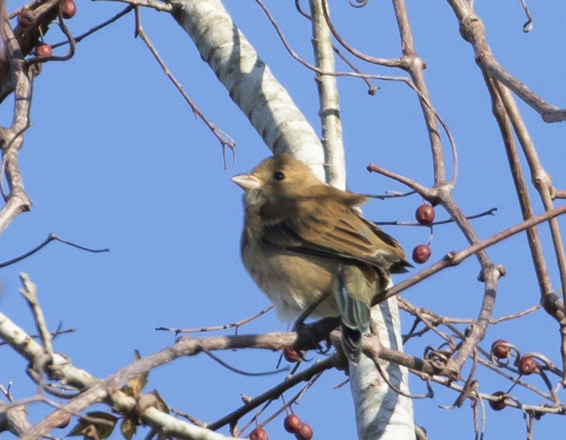 Indigo Bunting - ML131180191