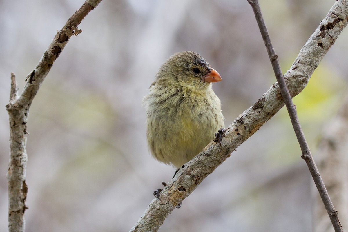 ML131180441 - Small Tree-Finch - Macaulay Library
